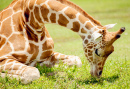 Giraffe Eating Outside  With Green Backdrop, Grass