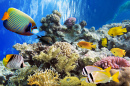 Peixes tropicais e corais no Mar Vermelho