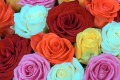 Ramalhete de rosas coloridas