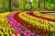 Primavera no Parque Keukenhof, Holanda