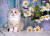 Gatinho e flores bonitos de Ragdoll