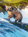 Urso pardo no parque nacional de Katmai, Alasca