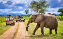 Jipe Safari no Parque Nacional da Tanzânia