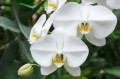 White Moth Orchids