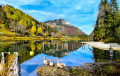 Gansos em um lago de montanha na floresta