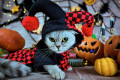 Gato em uma fantasia de palhaço para o Halloween