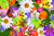 Fundo floral