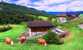 Pastagens alpinas para vacas, dolomitas