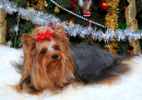 Yorkshire Terrier sob a árvore de Natal