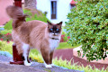 Gato de olhos azuis em Tenerife