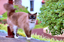 Gato de olhos azuis em Tenerife