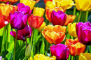 Tulipas coloridas