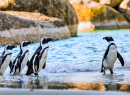 Pinguins africanos em uma praia arenosa