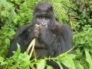Gorila Comendo