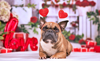 Buldogue francês com faixa de cabeça para o Dia dos Namorados