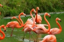 Flamingo-Americano