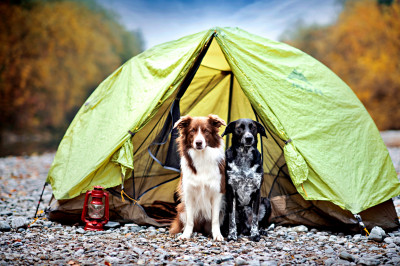 Dois amigos estão acampando na natureza