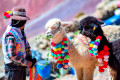 Alpacas no Monte Vinicunca, Peru