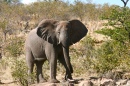 Elefante