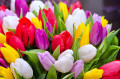 Buquê de tulipas multicoloridas