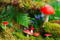 Cogumelos Fly Agaric na Floresta
