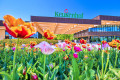 Parque Keukenhof com tulipas, Lisse, Holanda