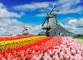 Moinhos de vento holandeses com fileiras de tulipas, Holanda