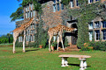 Giraffe Manor Hotel, Quênia