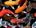 Carpas Koi