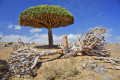 dragões, Socotra, Iêmen