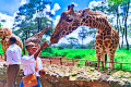 Karen Giraffe Centre, Nairóbi, Quênia