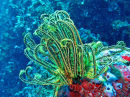 Green Crinoid