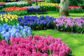 Jardim fabuloso em Keukenhof, Holanda