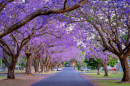 Árvores de jacarandá em flor em Grafton, Austrália