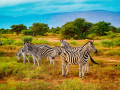 Um grupo de zebras na savana, África