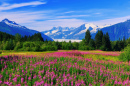 Fireweed em flor, Juneau, Alasca