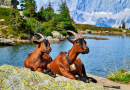 Cabras descansando em uma paisagem alpina, Áustria