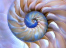 Incrível padrão de Fibonacci em uma concha Nautilus