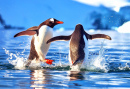 Dois Pinguins Brincalhões na Antártica
