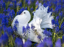 Pomba-de-pavão-branca entre flores de muscari azul