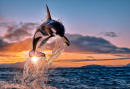 Orca ao Pôr do Sol