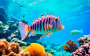 Vida Subaquática Tropical