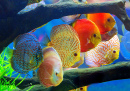 Peixe disco multicolorido em um aquário