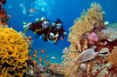 O Casal mergulha entre corais e peixes