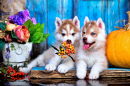 Filhotes de Husky Siberiano