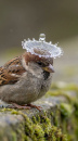 Bird with Raindrop on head