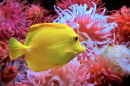 Close-up de um Yellow Tang