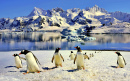 Pinguins Gentoo na Ilha Danco, Antártida
