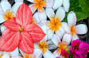 Flores Exóticas Flutuando na Água
