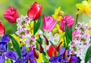 Flores da Primavera